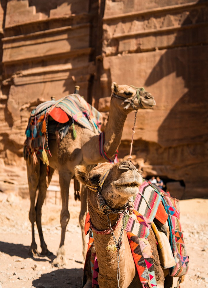 Midday Camel Safari